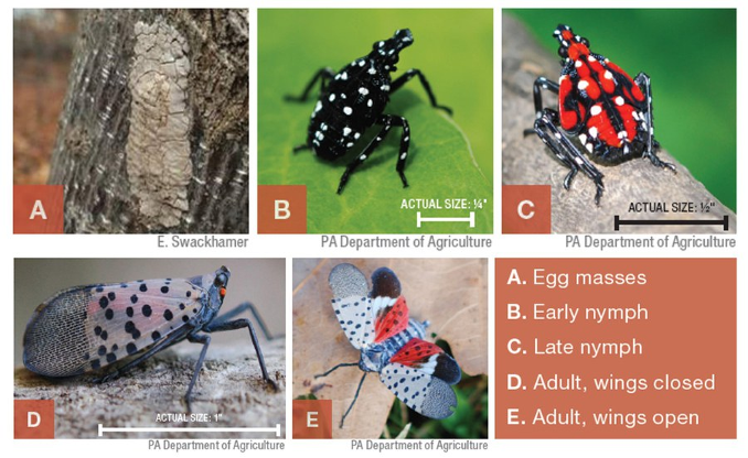 Lantern Fly Information