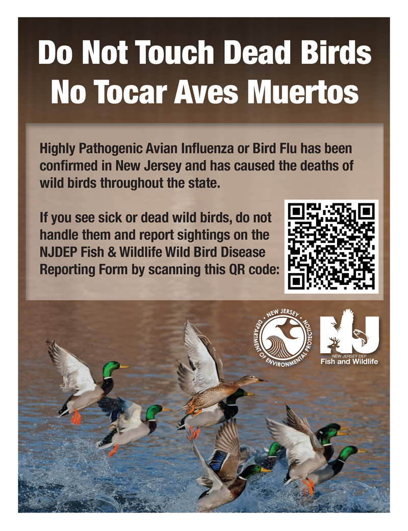 Warning flyer against touching dead birds due to Avian Flu risk.